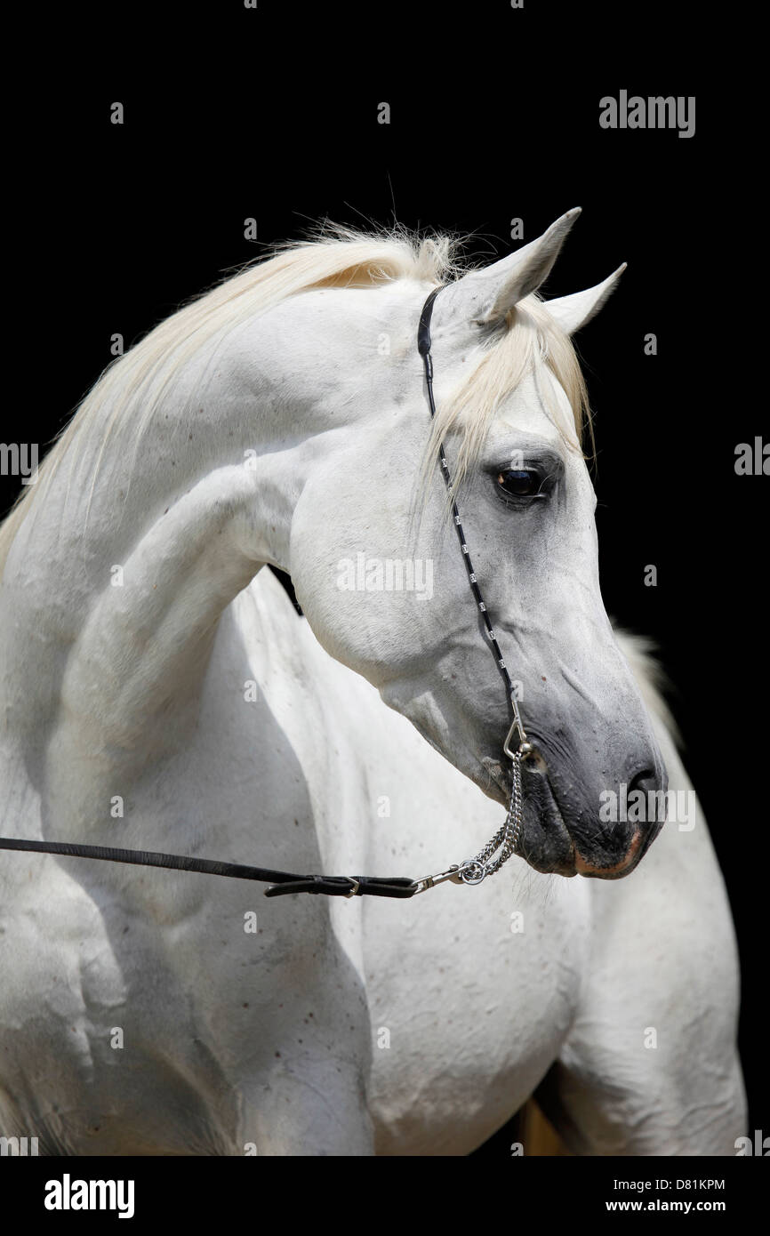 Portrait de chevaux arabes Banque D'Images
