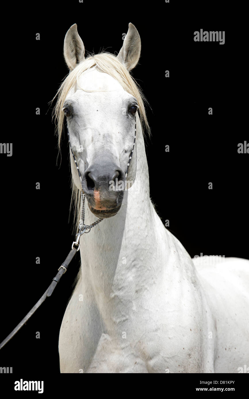 Portrait de chevaux arabes Banque D'Images