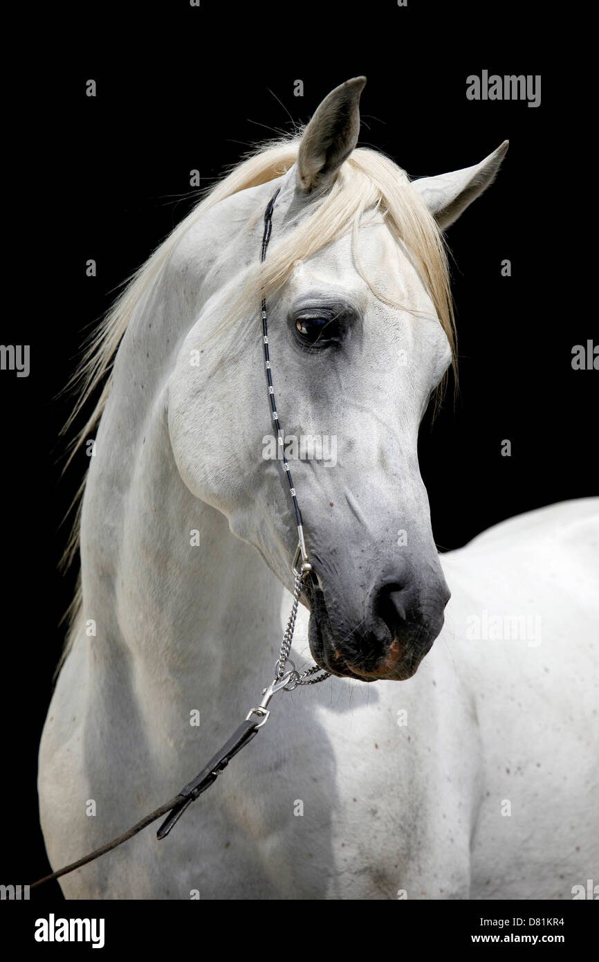 Portrait de chevaux arabes Banque D'Images