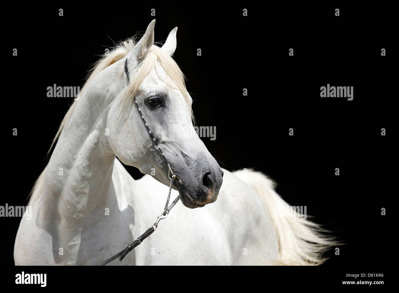 Portrait de chevaux arabes Banque D'Images