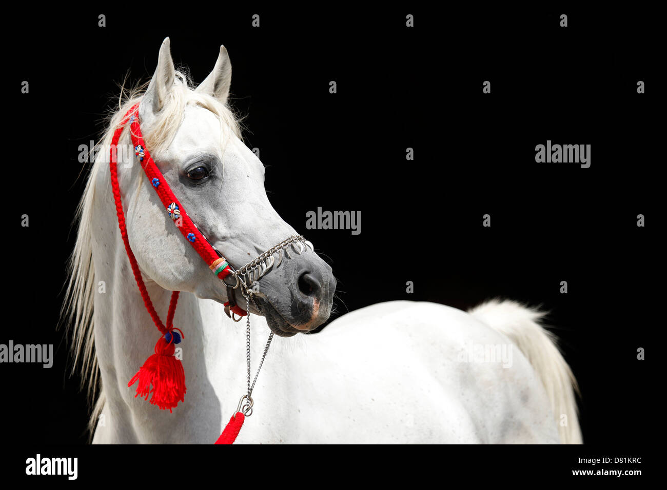 Portrait de chevaux arabes Banque D'Images