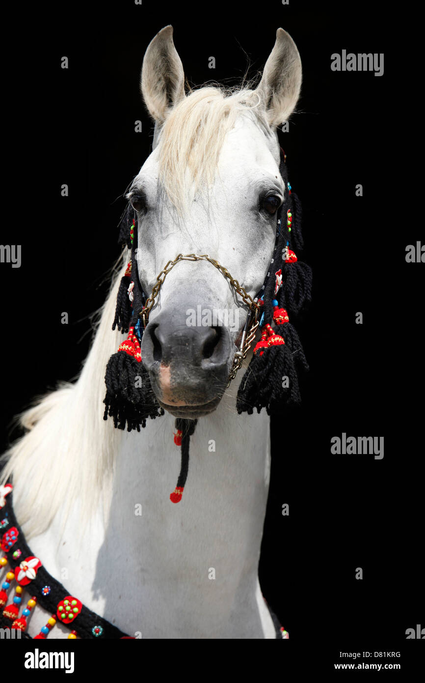 Portrait de chevaux arabes Banque D'Images