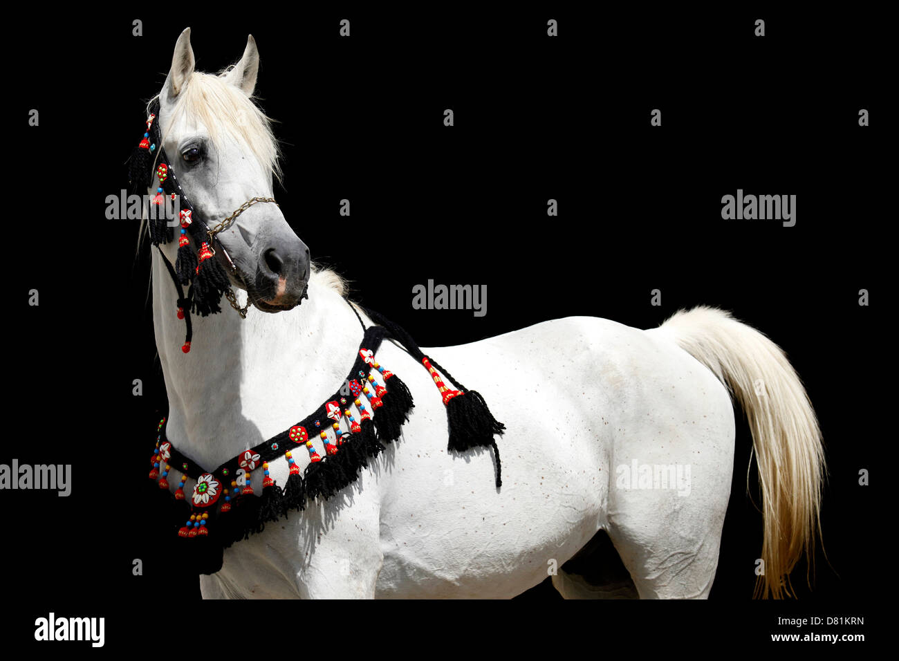 Portrait de chevaux arabes Banque D'Images