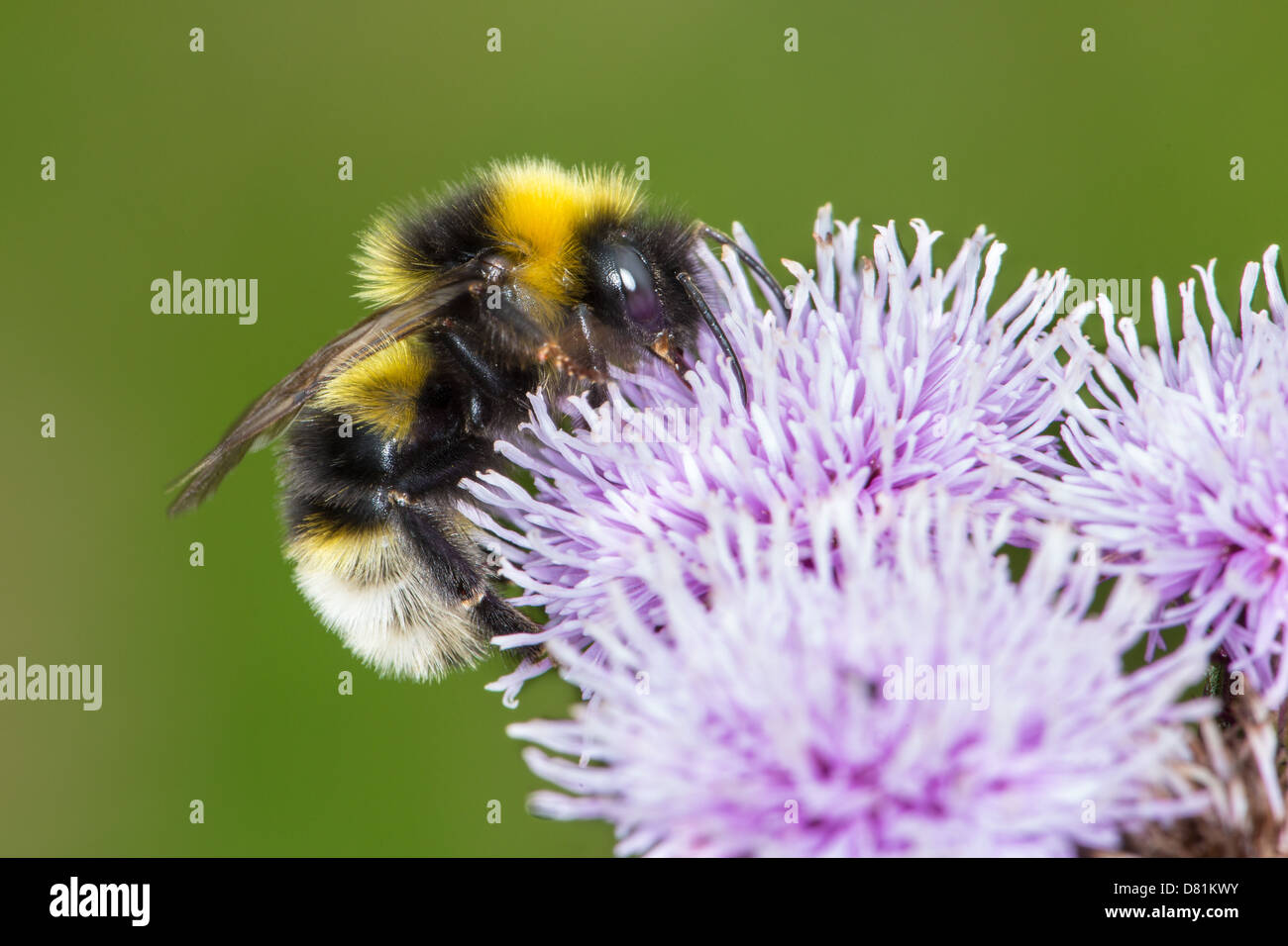 Coucou gitane, Bumblebee Bombus bohemicus, se nourrissant de Chardon des champs Cirsium arvense Banque D'Images