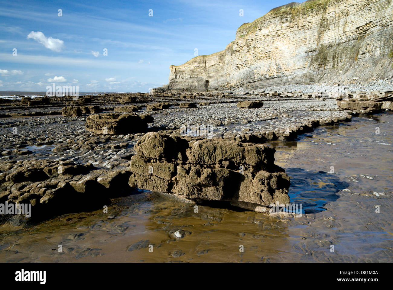 Lias falaises calcaires, MCG Nash, la côte du Glamorgan, Vale of Glamorgan, Pays de Galles, Royaume-Uni. Banque D'Images