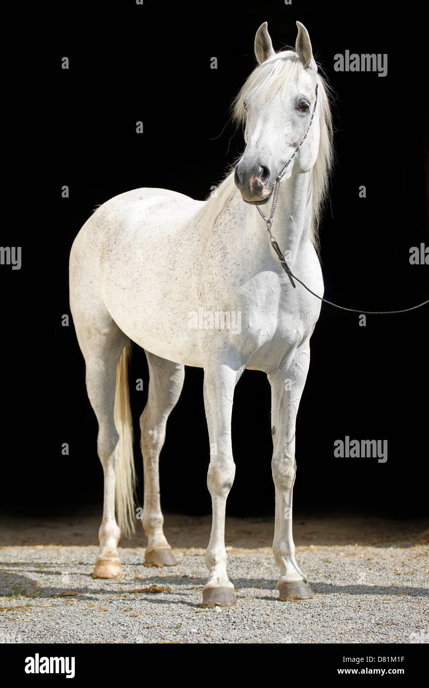 Cheval Arabe Banque D'Images