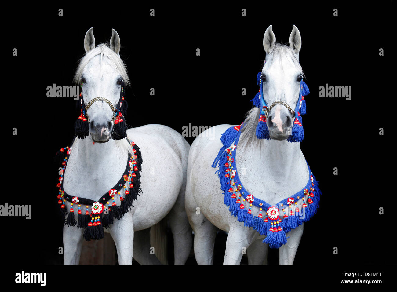 Portrait de chevaux arabes Banque D'Images