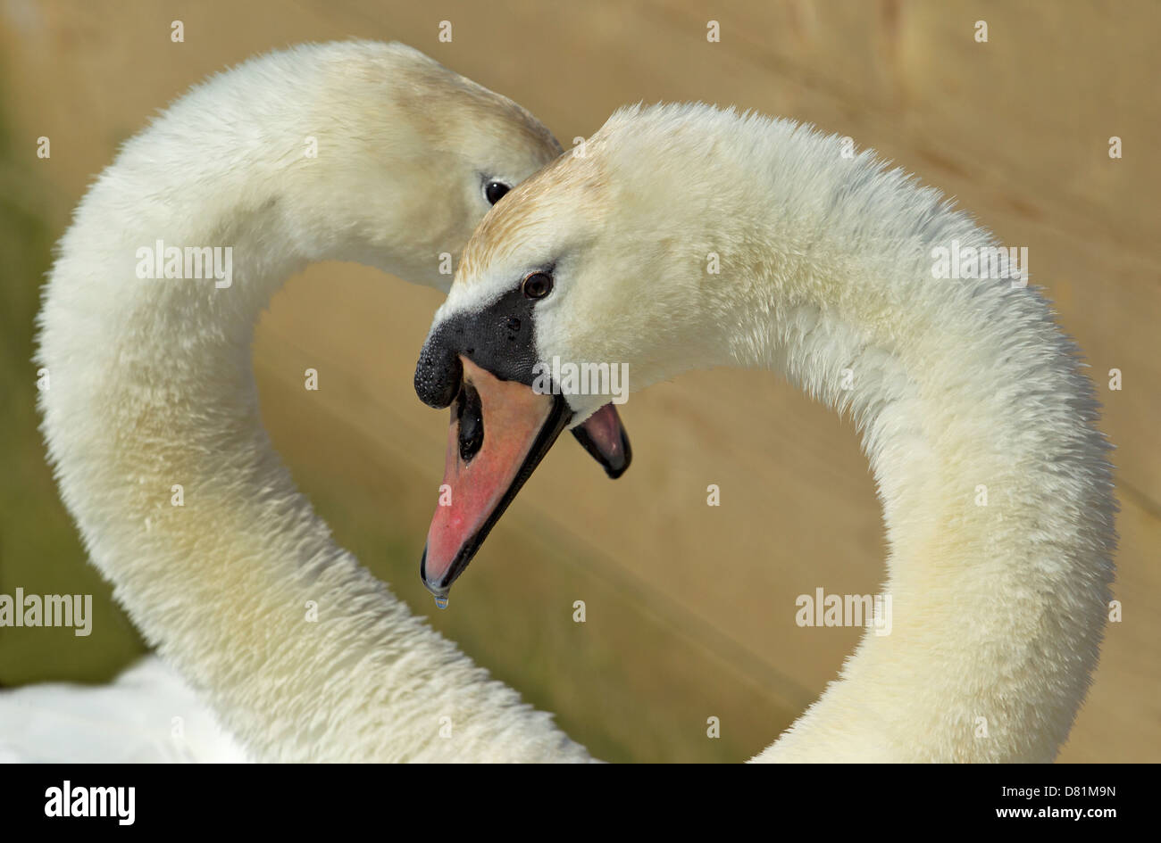 Paire de cygnes tuberculés à Abbotsbury Swannery, Dorset UK Banque D'Images