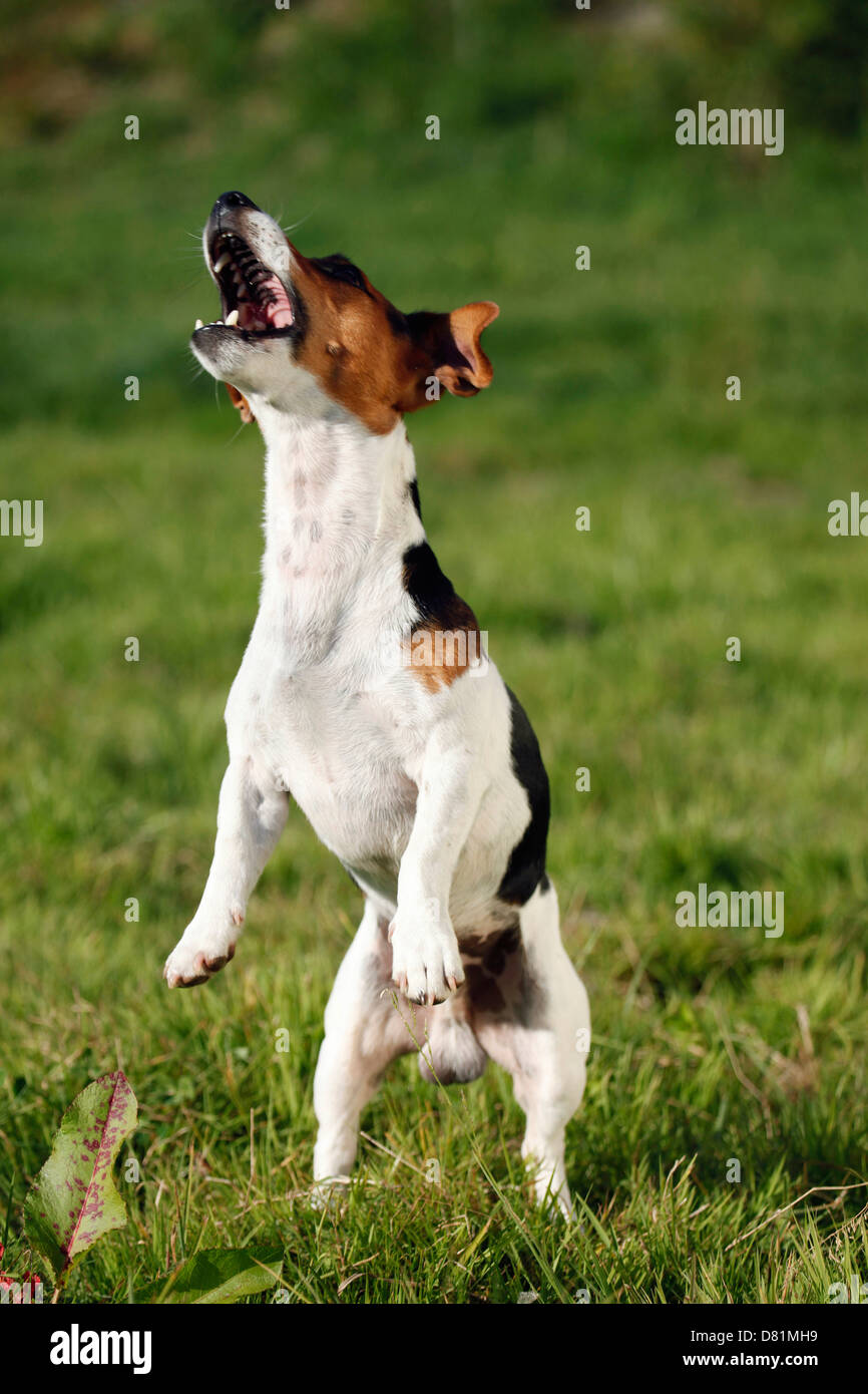 Jumping Jack Russell Terrier Banque D'Images