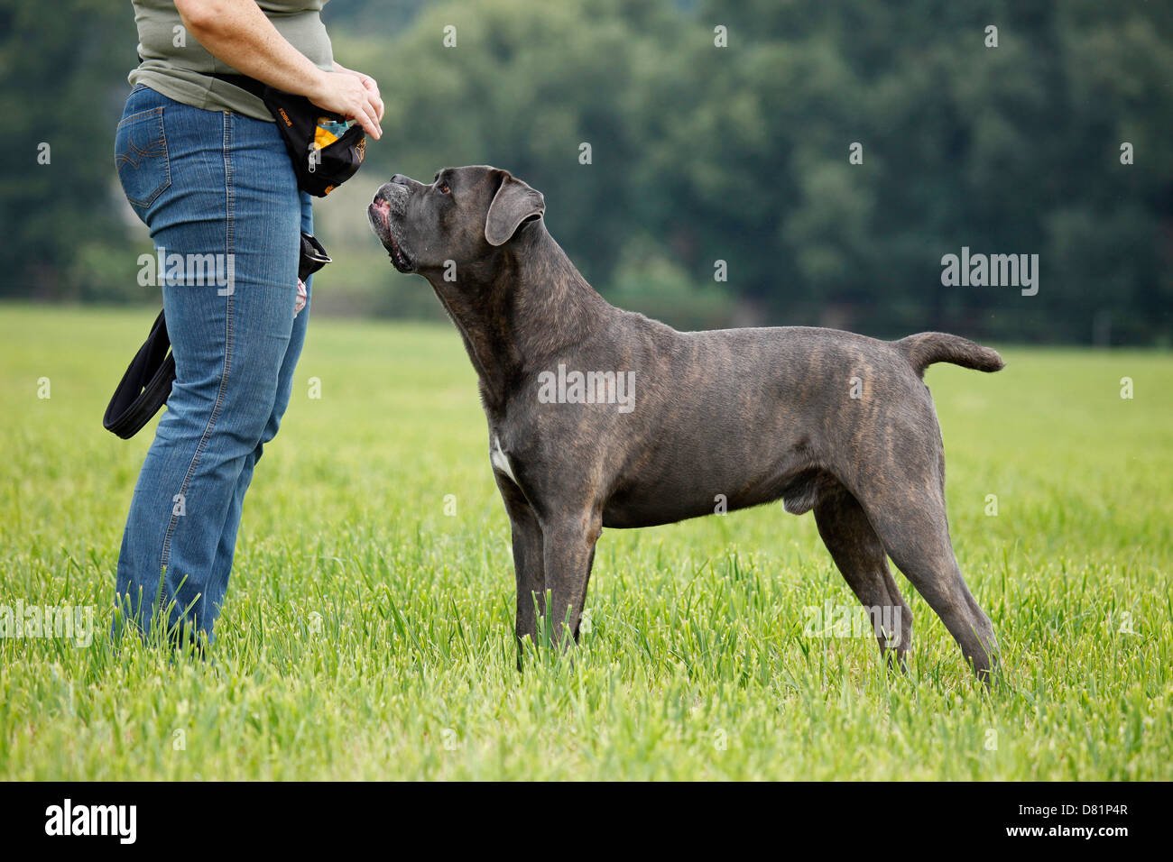 Cane Corso permanent Banque D'Images