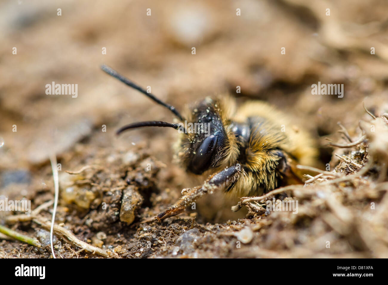 Abeille Andrena minière à la chambre de nid au Yorkshire Banque D'Images