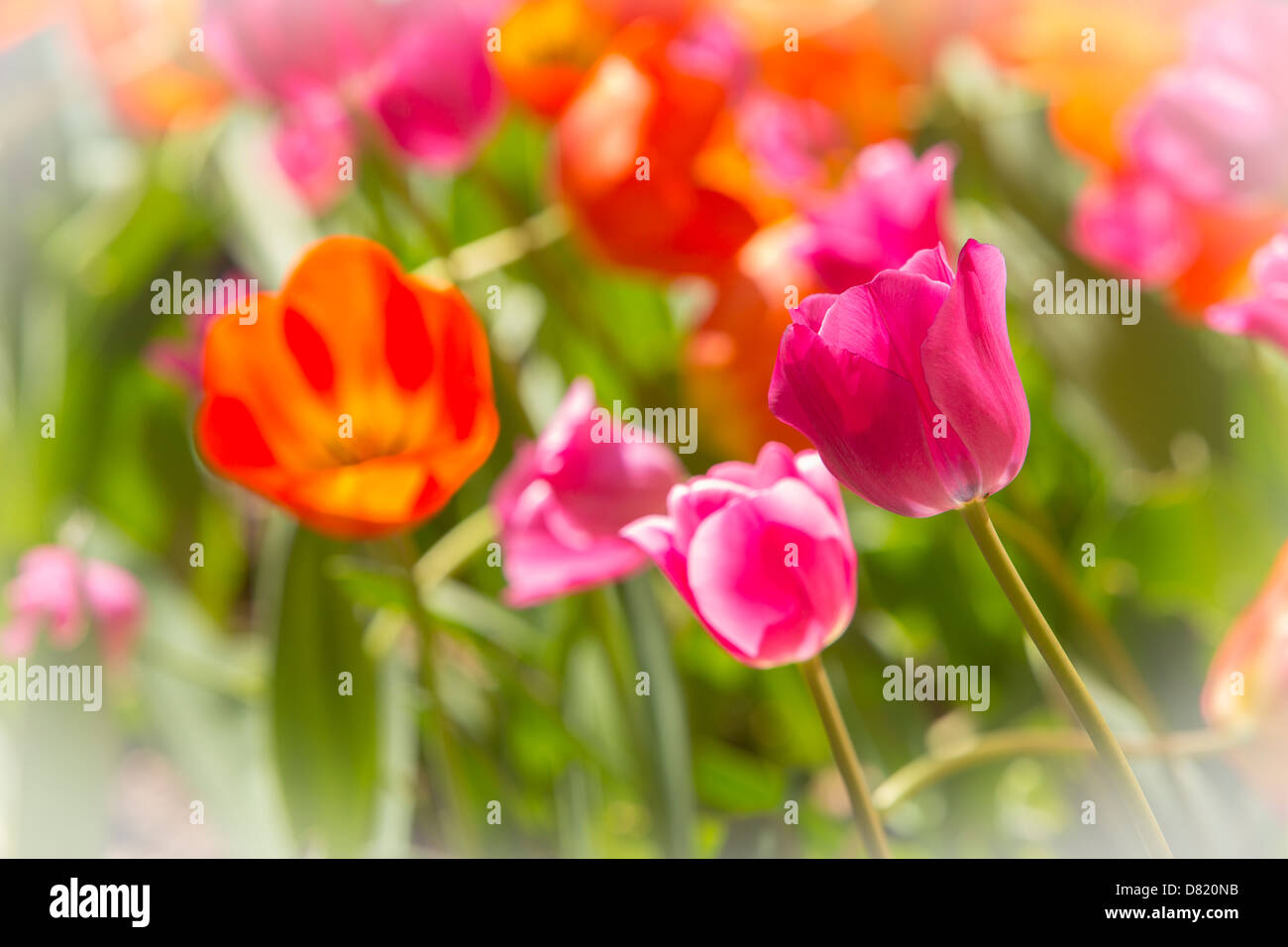 Virginie, USA - tulipe en fleur dans le jardin. Banque D'Images