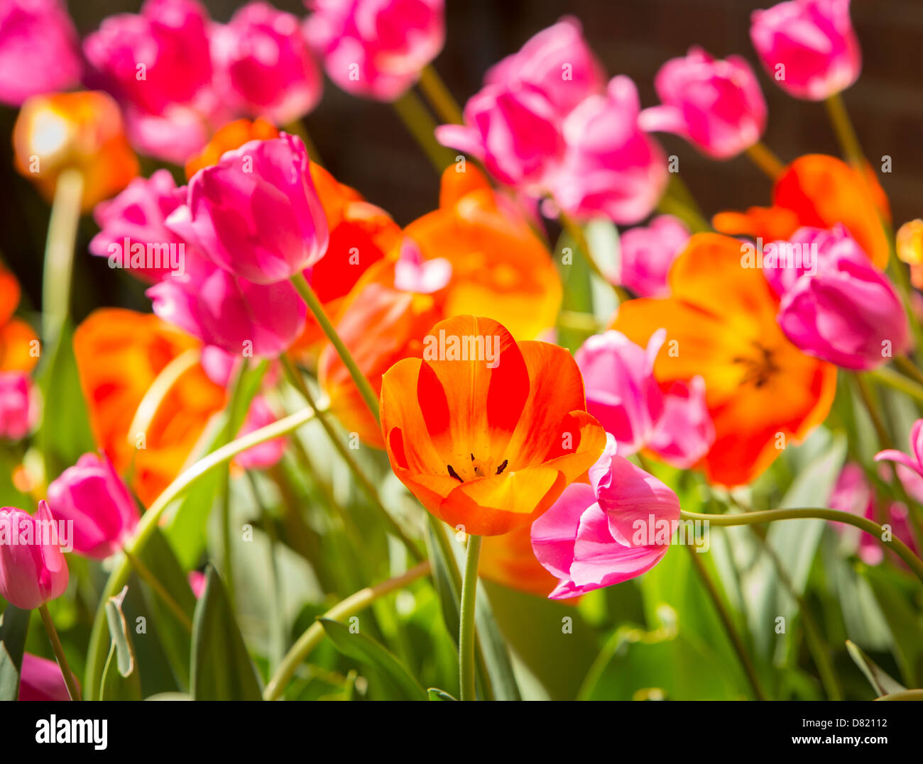 Virginie, USA - tulipe en fleur dans le jardin. Banque D'Images