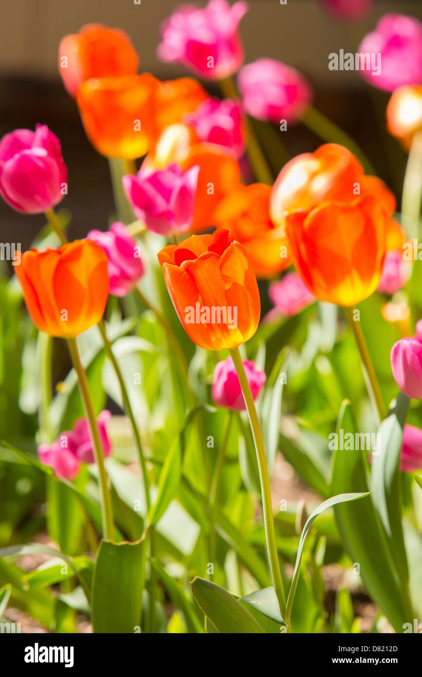 Virginie, USA - tulipe en fleur dans le jardin. Banque D'Images