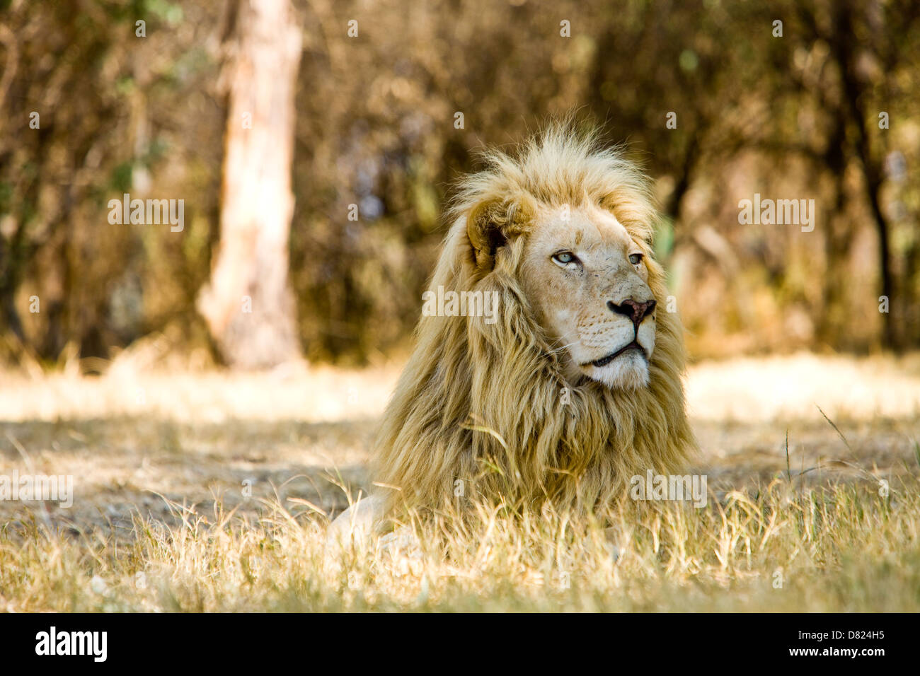 White lion (Panthera leo krugeri ), Afrique du Sud Banque D'Images