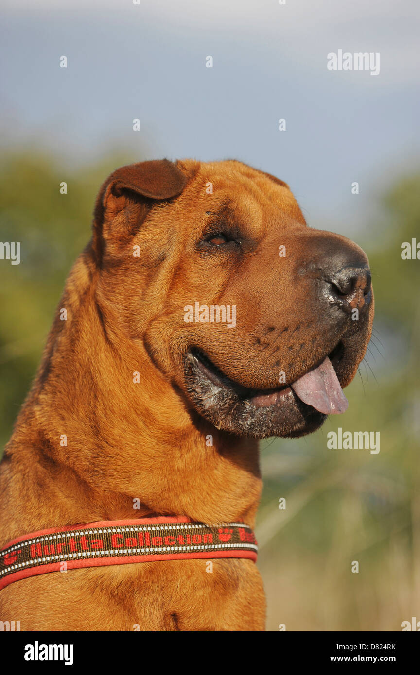 Shar Pei Portrait Banque D'Images