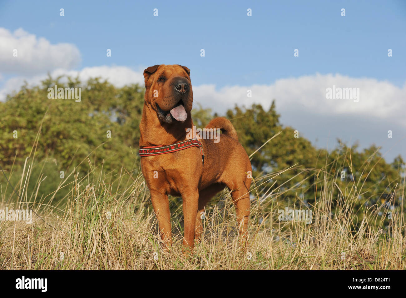 Shar Pei Banque D'Images