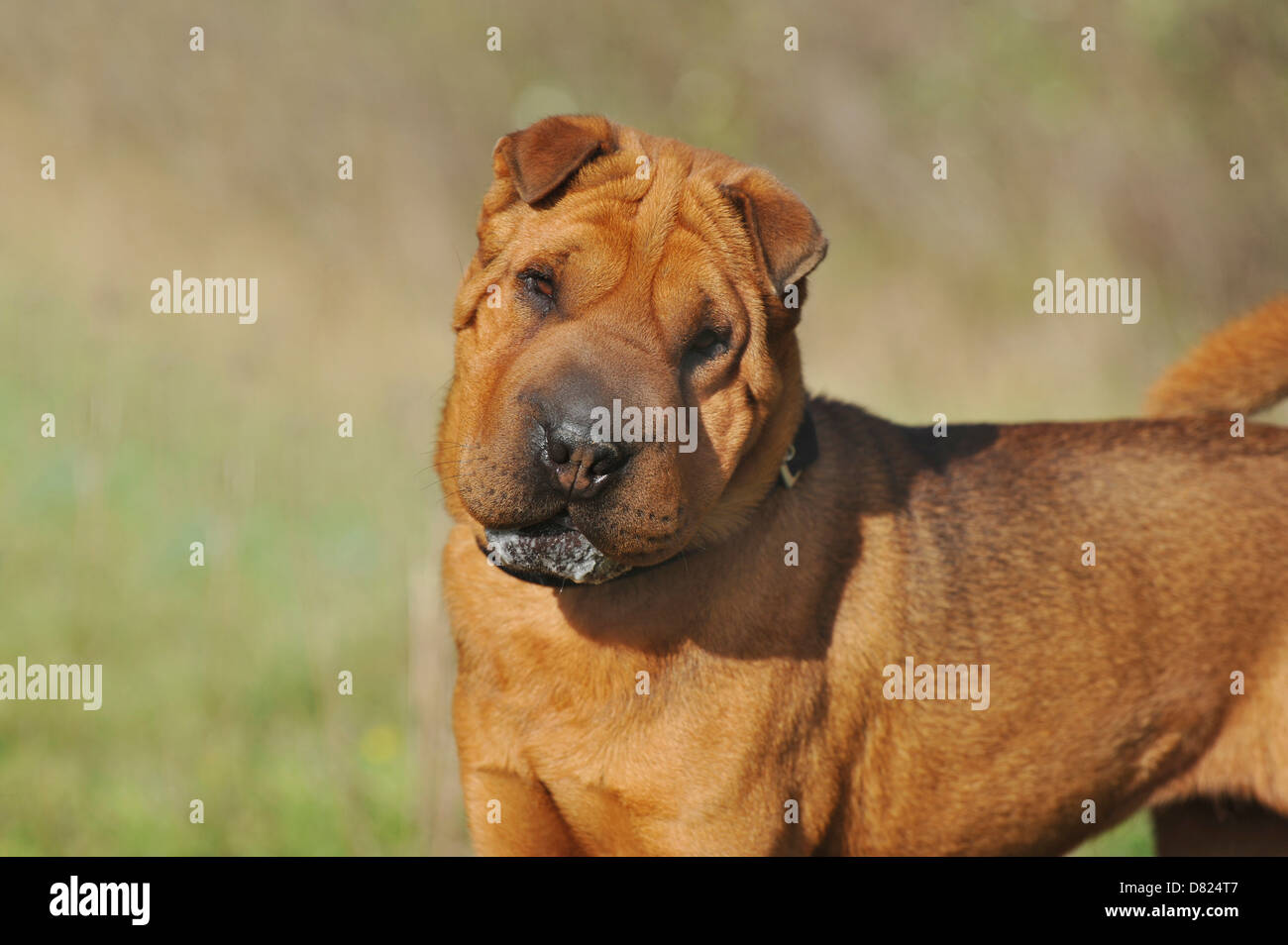 Shar Pei Portrait Banque D'Images