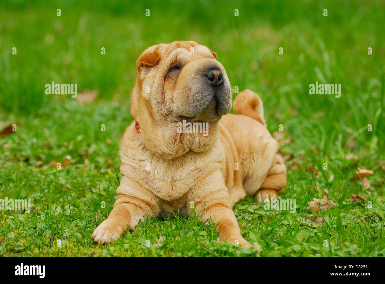 couché de Shar Pei Banque D'Images