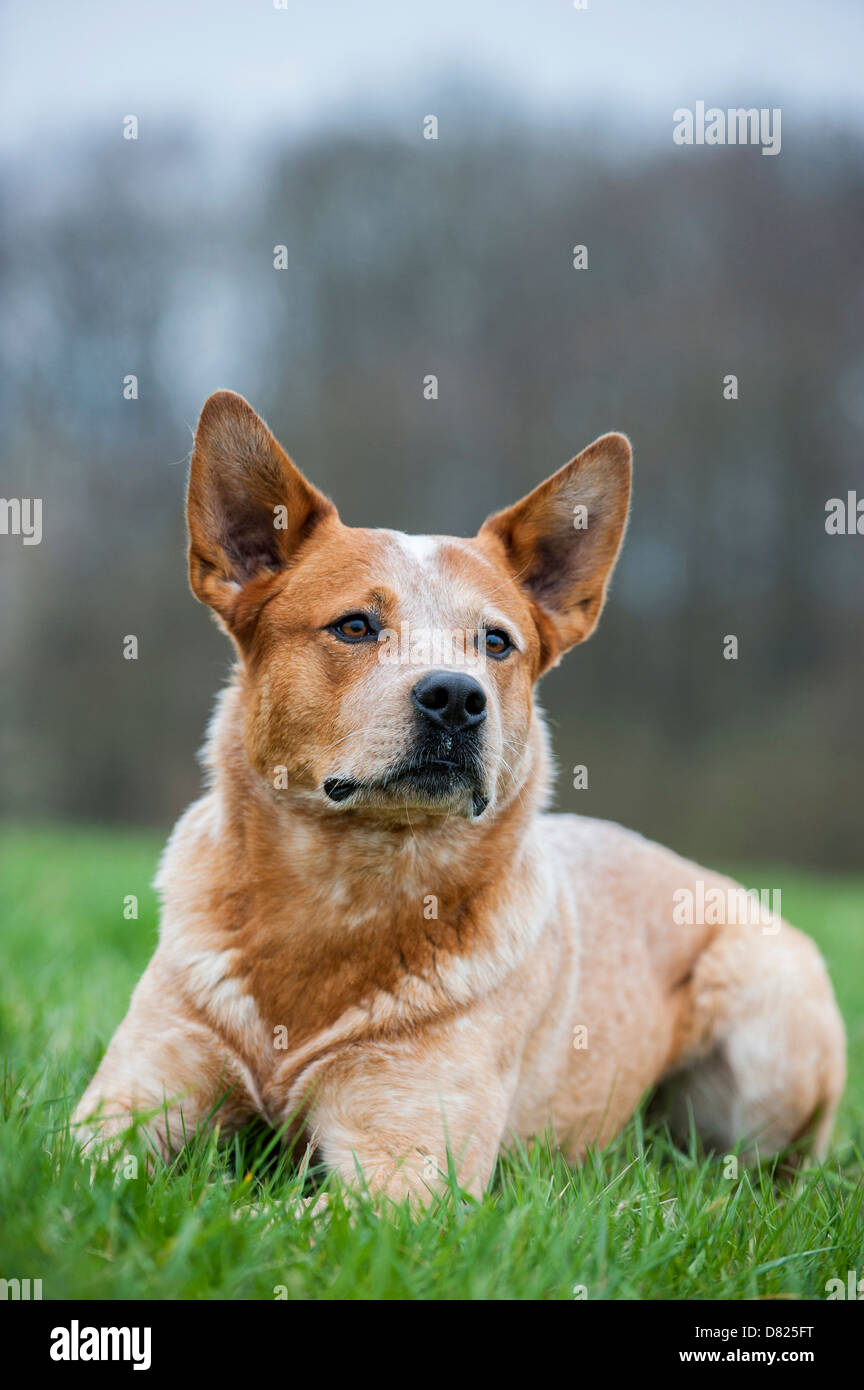 Lying Australian Cattle Dog Banque D'Images