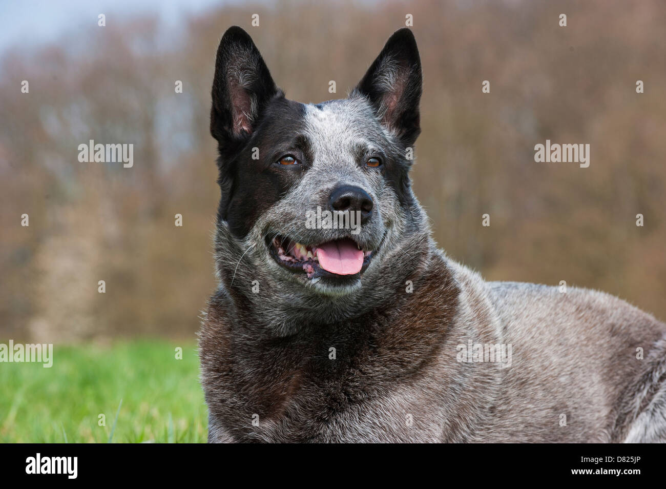 Australian Cattle Dog Portrait Banque D'Images