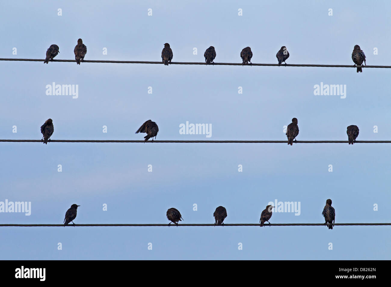 Troupeau de l'étourneau sansonnet (Sturnus vulgaris) se lissant les plumes sur câble haute tension pendant la migration Banque D'Images