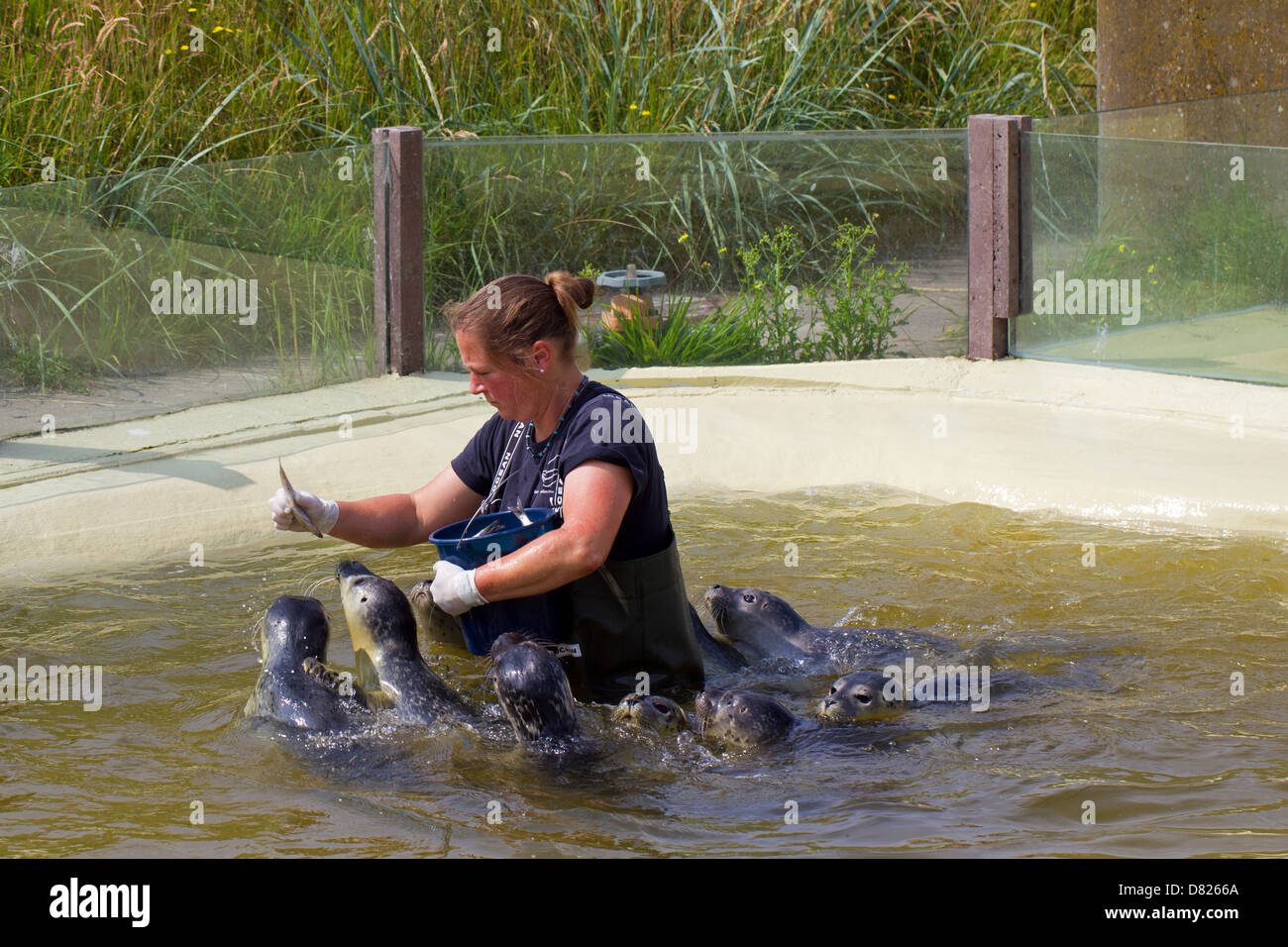 L'alimentation des animaux femelles orphelines soignant du phoque commun (Phoca vitulina) juvéniles à l'Allemagne, la station Joint Friedrichskoog Banque D'Images