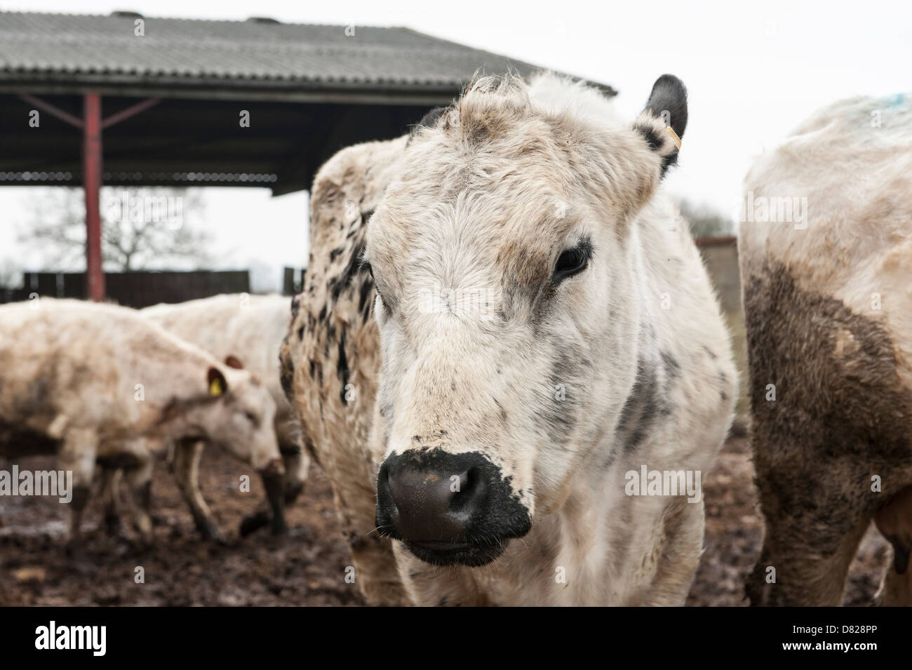 Les Blancs britanniques, vaches blanches à la ferme. Vowley Royal Wootton Bassett, ferme, Wiltshire Banque D'Images