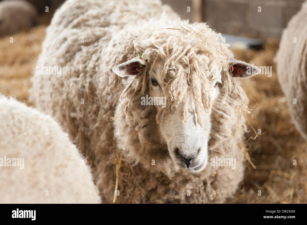 Cotswold rare race Lion Bébé moutons brebis dans une grange, célèbre pour sa viande et la laine. Banque D'Images