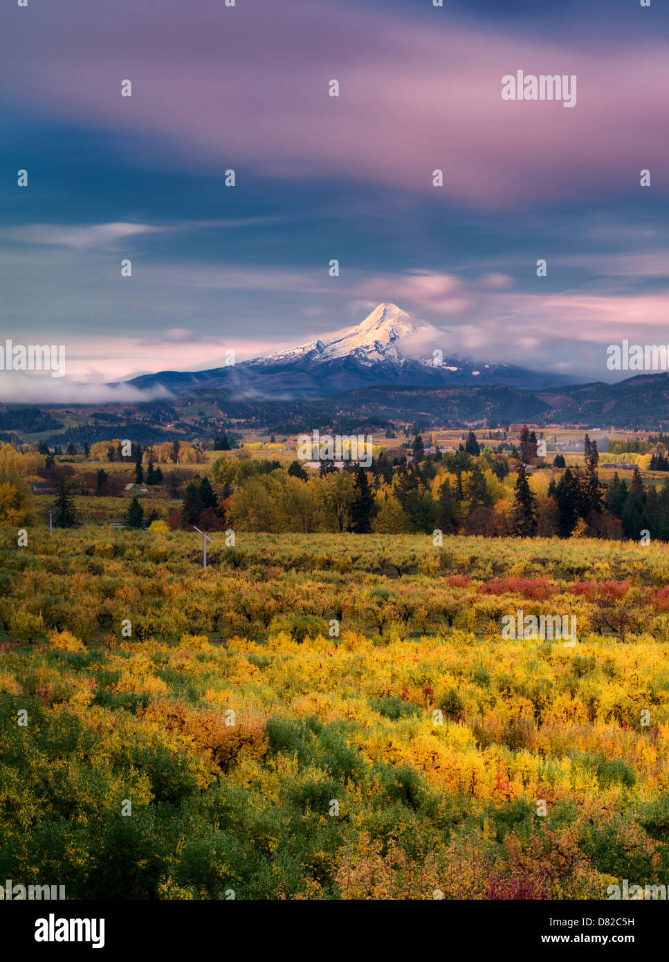 Les vergers dans la couleur de l'automne avec Mt. Le capot. Hood River Valley, Oregon Banque D'Images