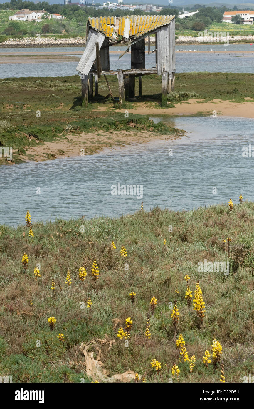 L'Orobanche jaune (Cistanche phelypaea) habitat Alvor Algarve Portugal Europe Méditerranée Banque D'Images