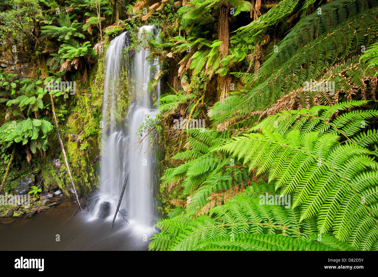 Beauchamp Falls dans le Grand Parc National d'Otway. Banque D'Images