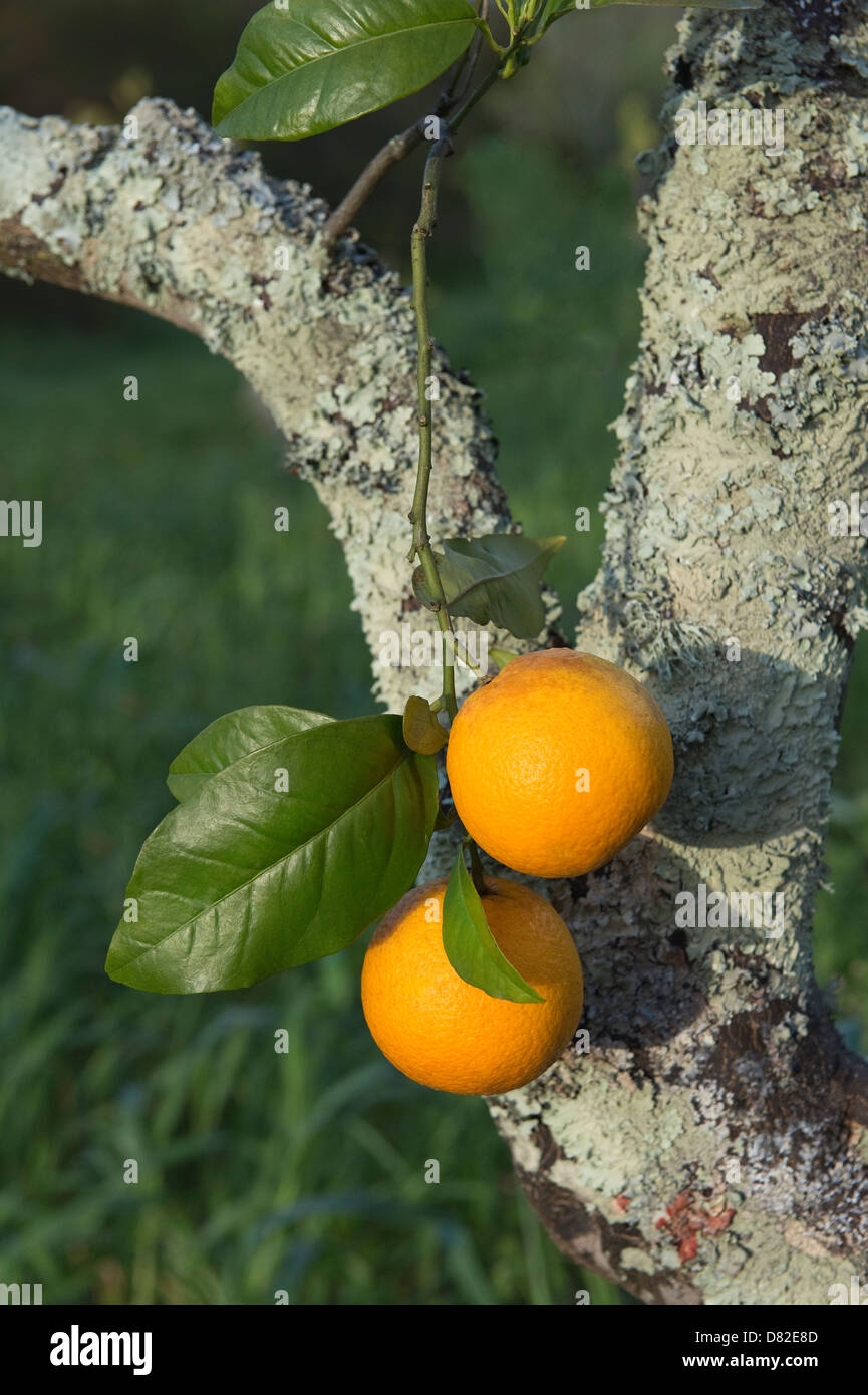 Les oranges poussent sur la ferme d'agrumes biologiques Mexilhoeira Grande Arao Quinta do Algarve Portugal Europe Méditerranée Banque D'Images