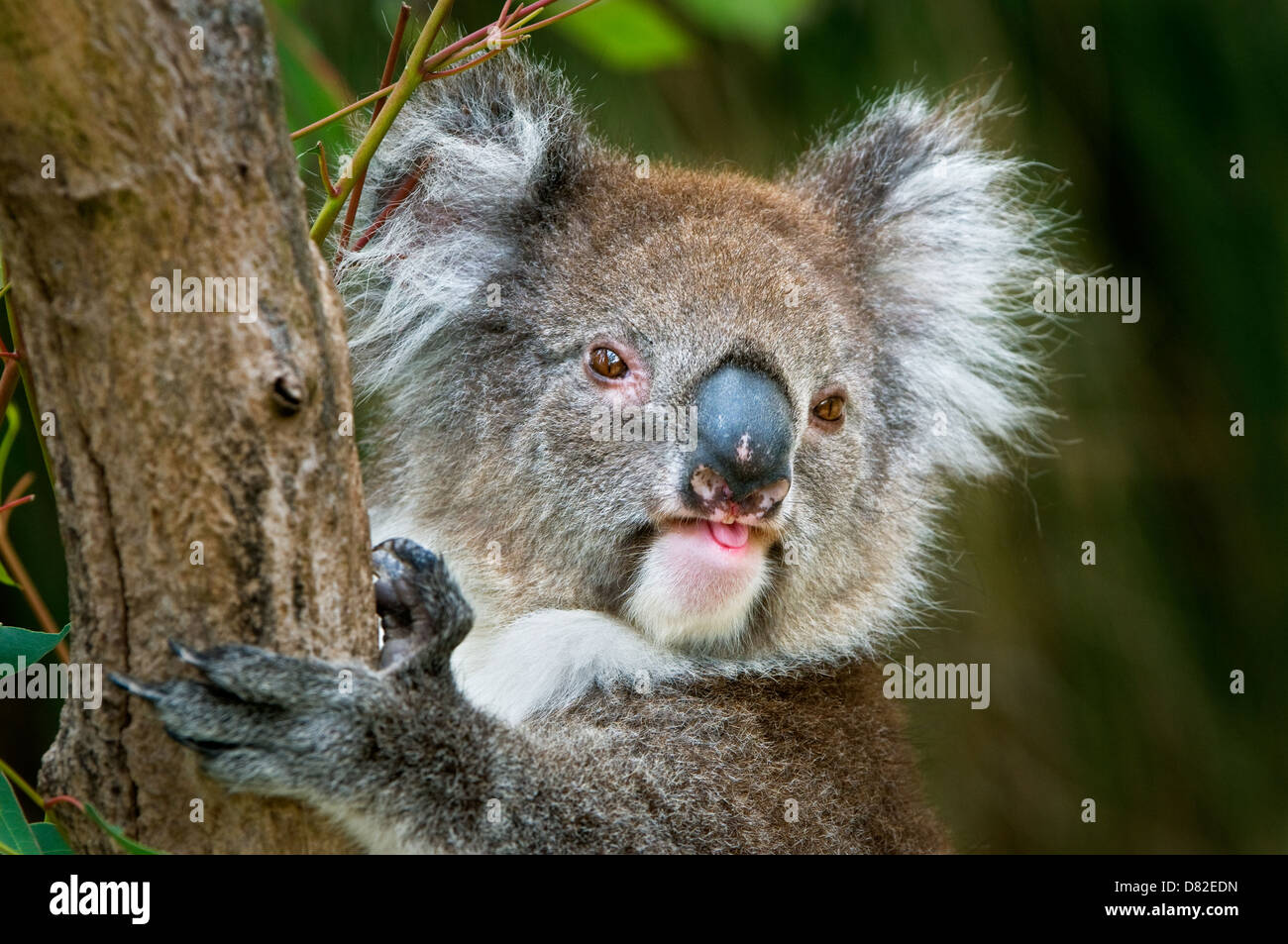 Koala accroché dans un arbre d'eucalyptus. Banque D'Images