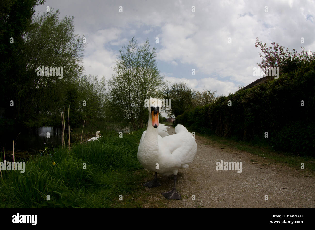 Cygne énorme s/n Banque D'Images