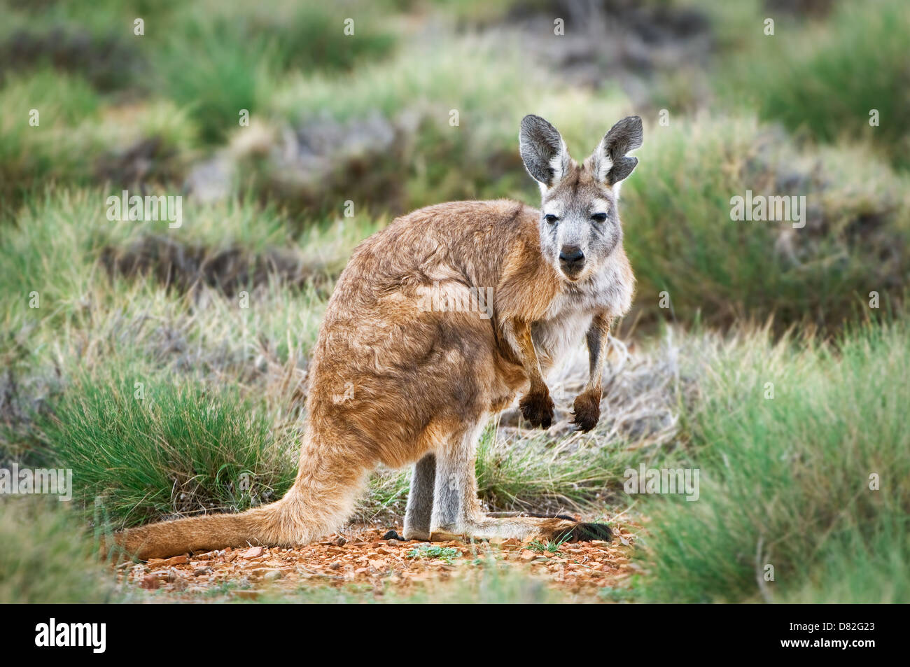 Commune Wallaroo (Euro) assis parmi spinifex. Banque D'Images