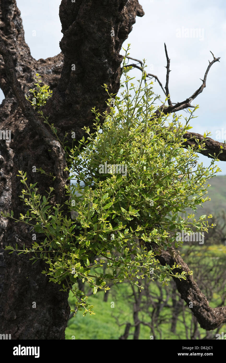 Chêne-liège (Quercus suber) resprouts 10 mois après le feu près de Cabanas São Brás de Alportel Algarve Portugal Europe Méditerranée Banque D'Images