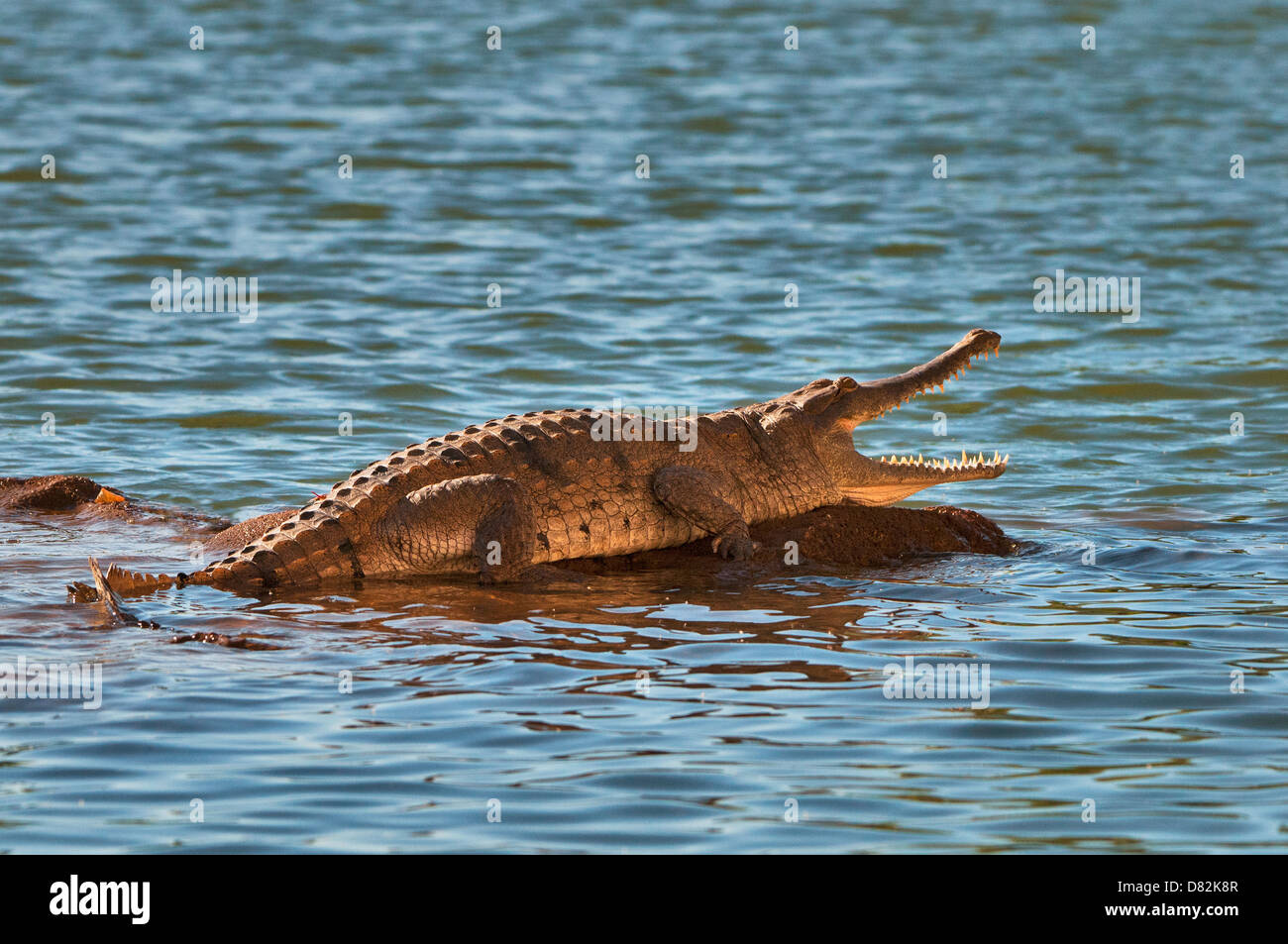 Crocodile d'eau douce au soleil sur un rocher dans la rivière Fitzroy. Banque D'Images