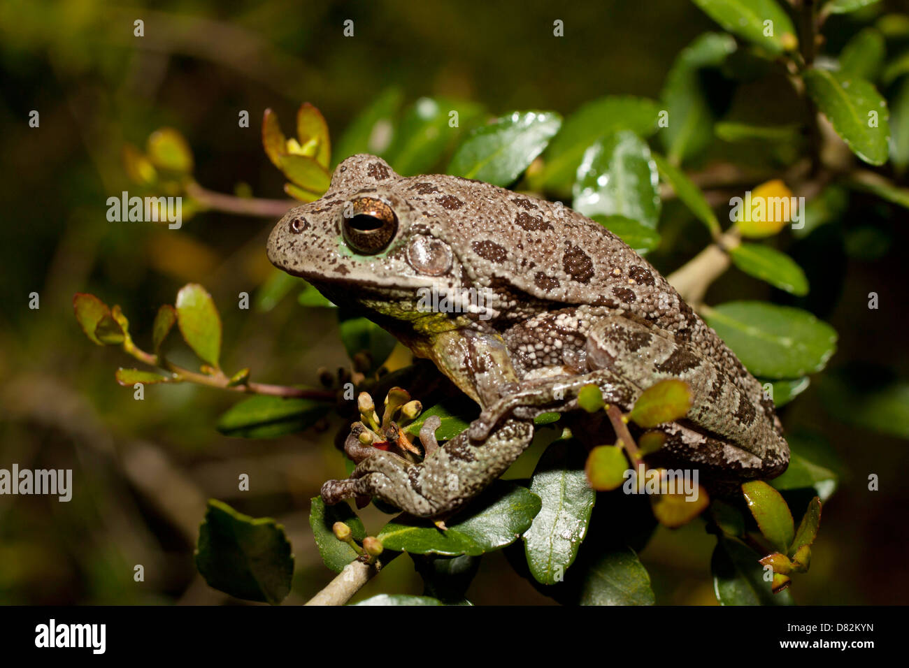 Un gray treefrog Hyla gratiosa barking - Banque D'Images