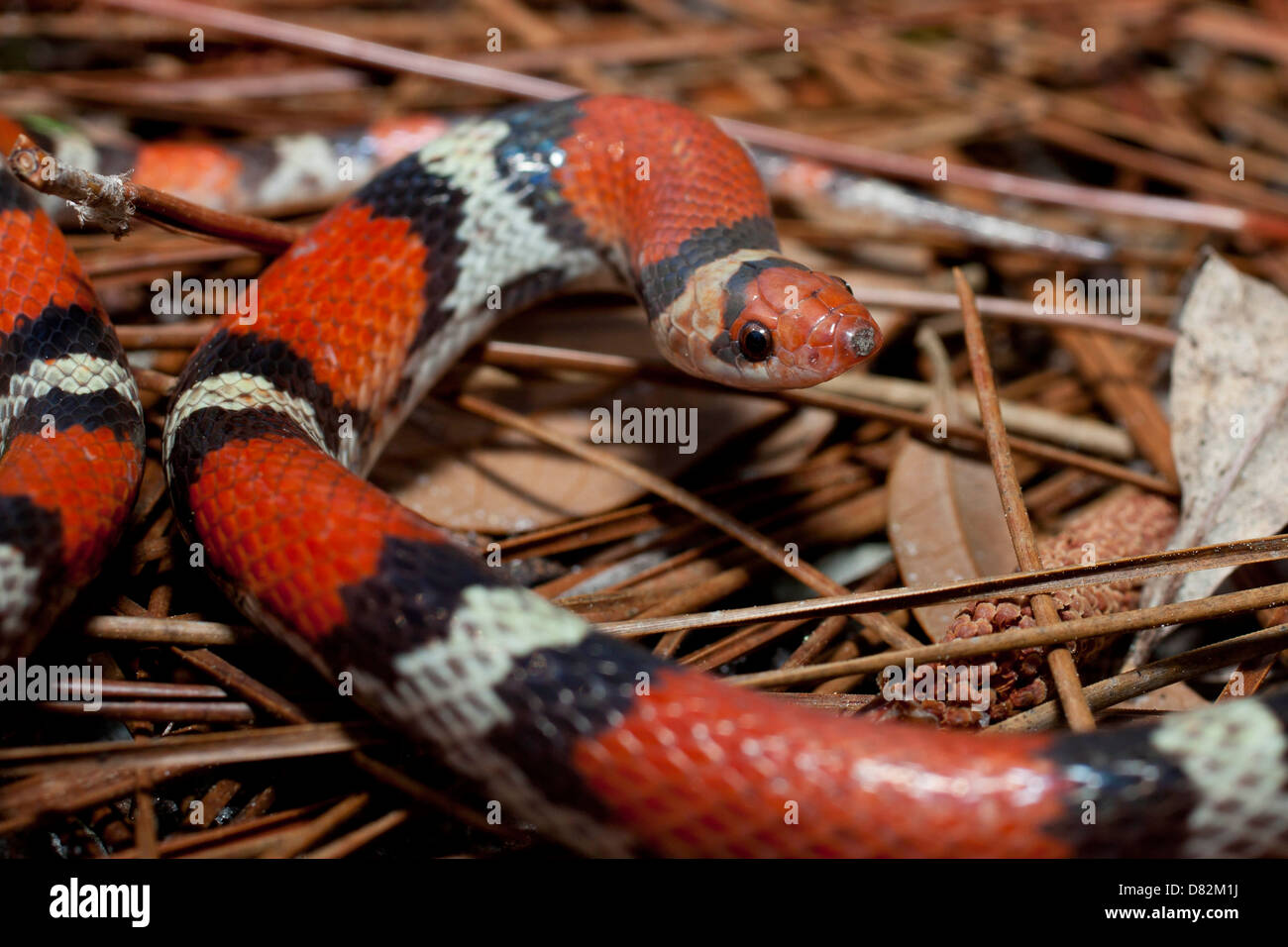 Close up - serpent écarlate Cemophora coccinea copei Banque D'Images