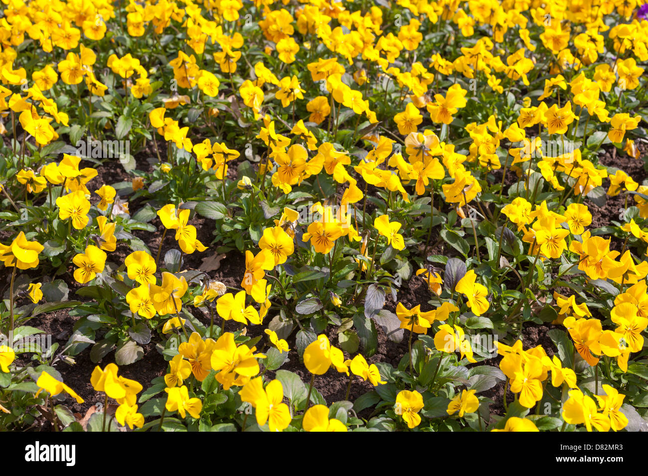 Fleurs jaune viola Banque D'Images