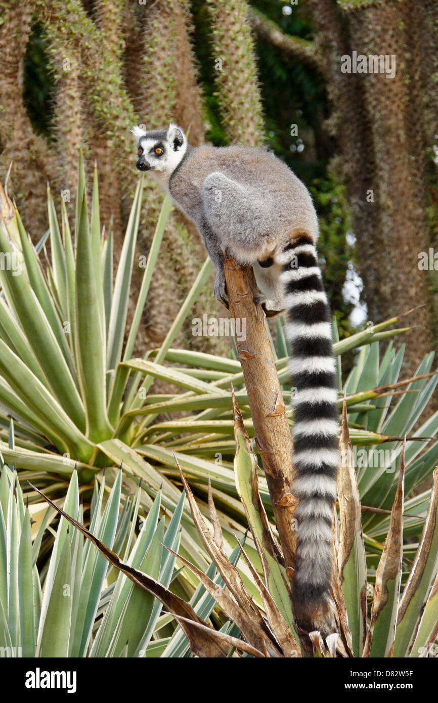 Untitled Document dans la Forêt épineuse, Bryanston, Madagascar Banque D'Images