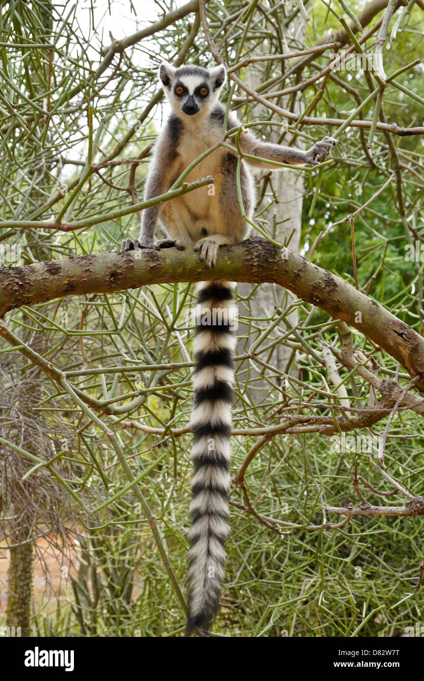 Untitled Document dans la Forêt épineuse, Bryanston, Madagascar Banque D'Images