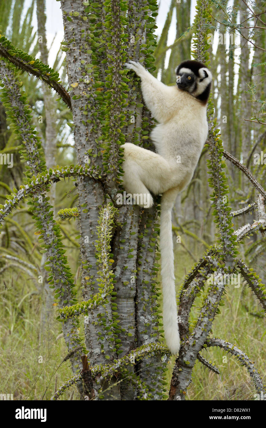 Le propithèque de verreaux Alluaudia procera escalade en Forêt épineuse, Bryanston, Madagascar Banque D'Images