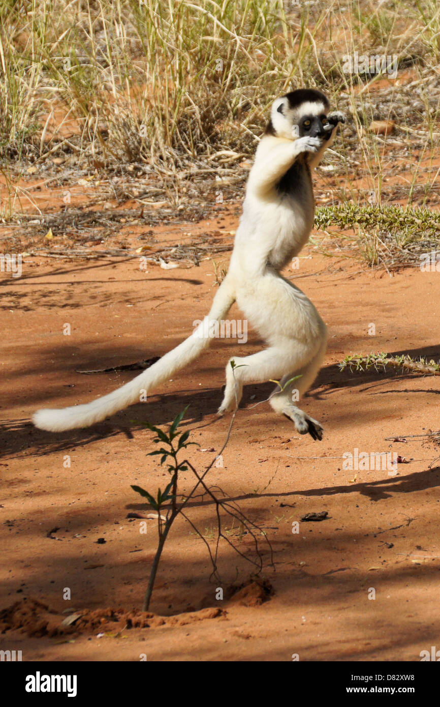 Le propithèque de verreaux, 'Dancing' Berenty Réserve, Madagascar Banque D'Images