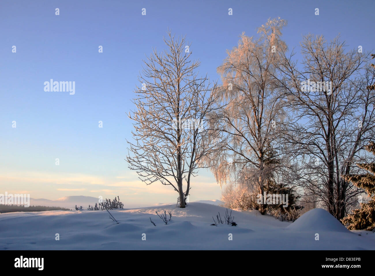 Paysage d'hiver avec le gel des arbres dans journée ensoleillée Banque D'Images