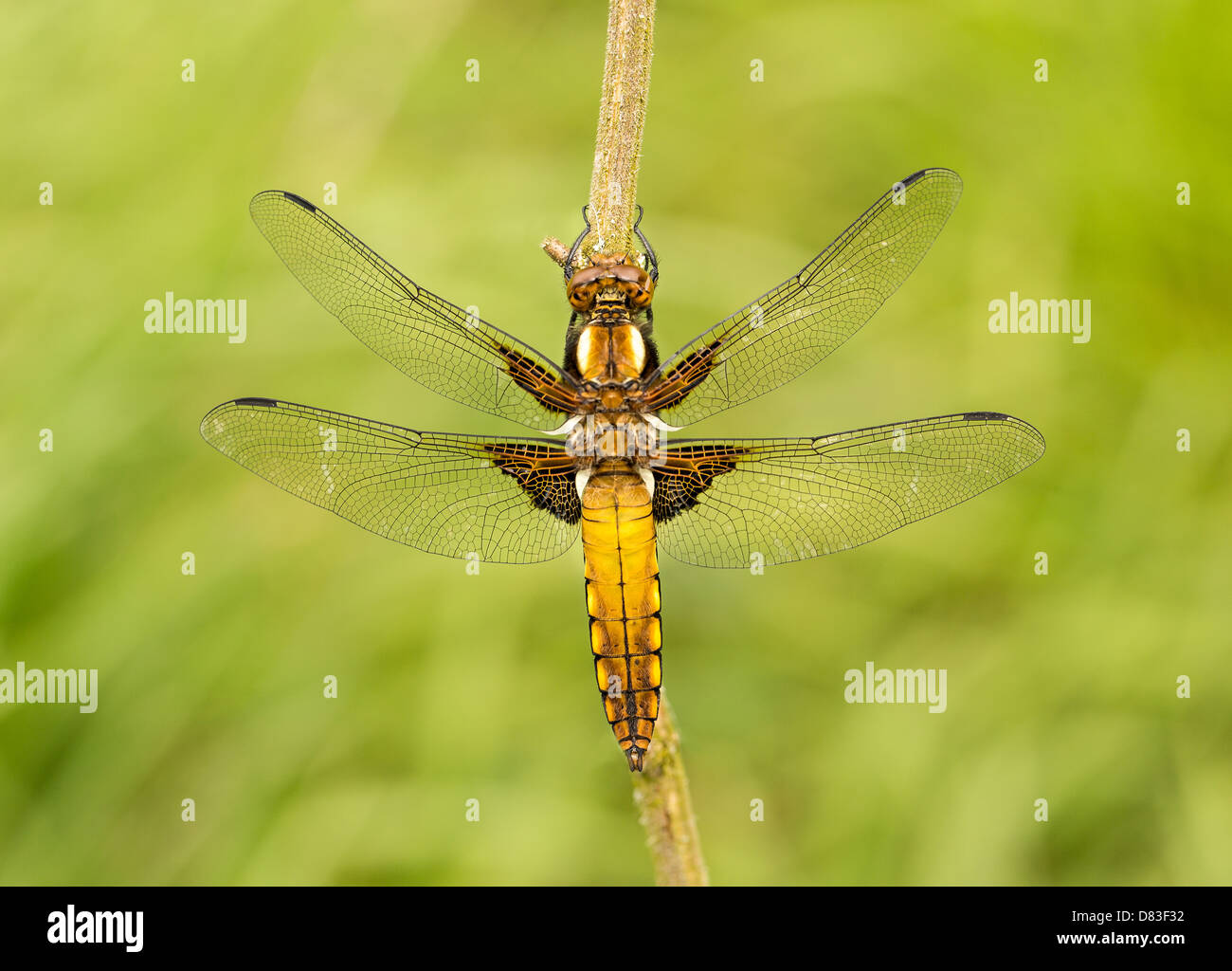 Une femelle immature corps large Chaser libellule est suspendu une brindille comme elle mûrit dans le faible soleil du printemps. Banque D'Images