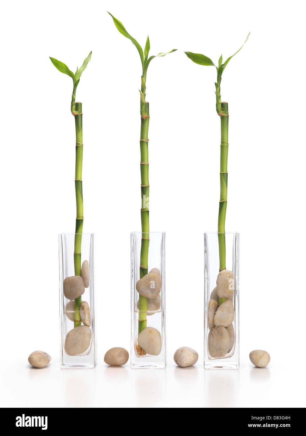 Trois Lucky Bamboo Feng Shui plantes dans des vases isolé sur fond blanc. Banque D'Images