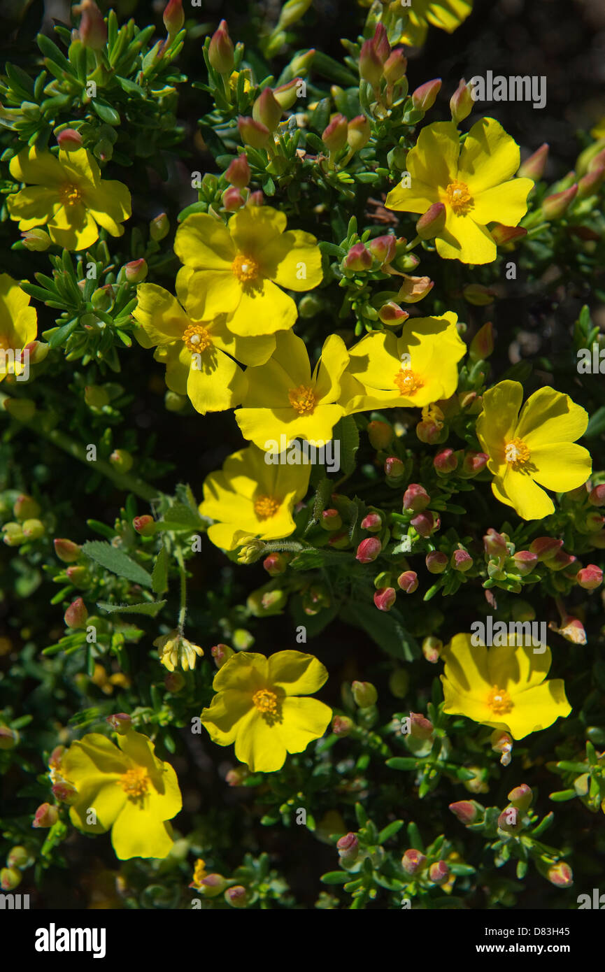 (Halimium calycinum la ciste) fleurs plantes vulnérables Rota Vicentina promenade côtière de Monte Clerigo à Arrifana Algarve Banque D'Images