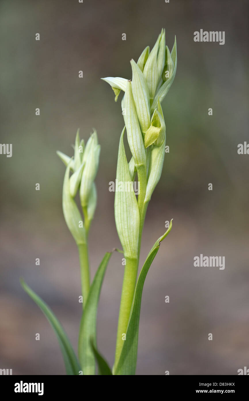 Serapias à petites fleurs (Serapias parviflora) fleur jaune forme Quinta dos Rochas Aljezur Algarve Côte Vicentine Banque D'Images